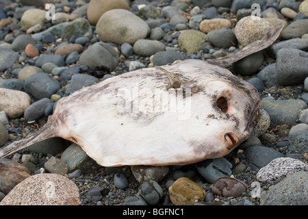 Les poissons morts échoués sur la plage Banque D'Images