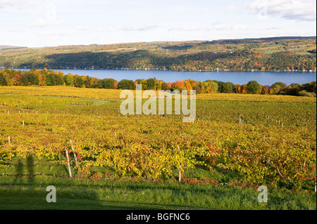 Couleurs d'automne Winery Vignes Finger Lakes Region New York Banque D'Images