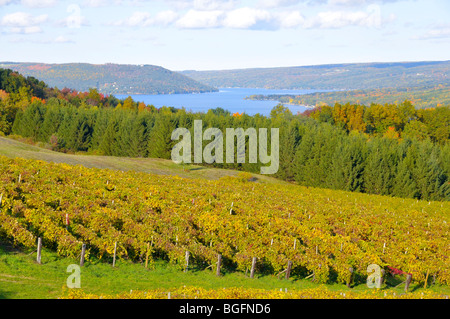 Couleurs d'automne Winery Vignes Finger Lakes Region New York Banque D'Images