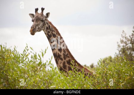 La girafe, le Parc National d'Arusha, Tanzanie, Afrique de l'Est Banque D'Images