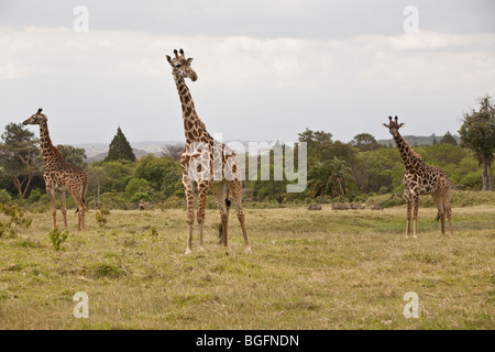 Trois girafes, Parc National d'Arusha, Tanzanie, Afrique de l'Est Banque D'Images