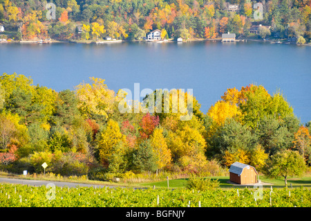 Couleurs d'automne Winery Vignes Finger Lakes Region New York Banque D'Images