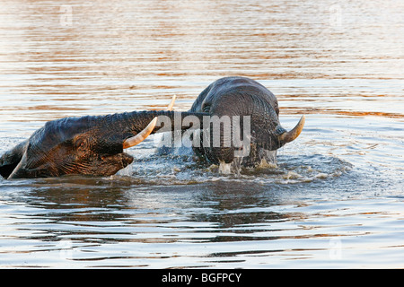 Deux éléphants jouant dans l'eau. L'un tirant sur le tronc d'autres Banque D'Images