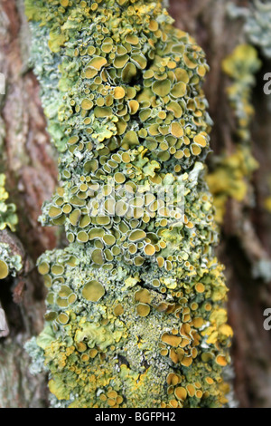 Xanthoria parietina lichen jaune montrant des apothécies prises au loin Ings Nature Reserve, Lincolnshire, Royaume-Uni Banque D'Images