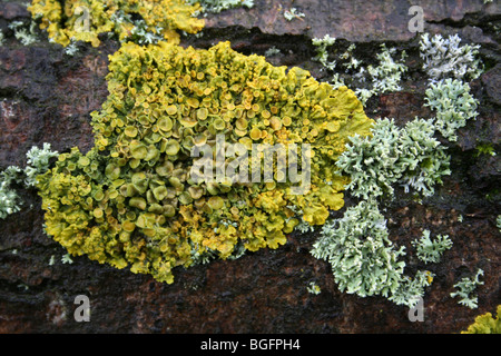 Xanthoria parietina lichen jaune pris à l'Extrême-ings Nature Reserve, Lincolnshire, Royaume-Uni Banque D'Images