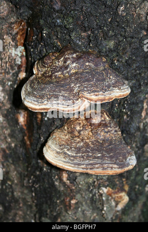 Le sabot ou l'Amadou Champignon Fomes fomentarius prises sur Chambers Farm Bois, Lincolnshire, Royaume-Uni Banque D'Images