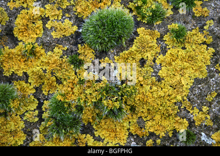 Xanthoria parietina lichen jaune prises au bord des eaux Country Park, Lincolnshire, Royaume-Uni Banque D'Images