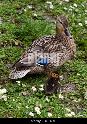 Canard colvert femelle et les canetons (anas platyrhyncos) Banque D'Images