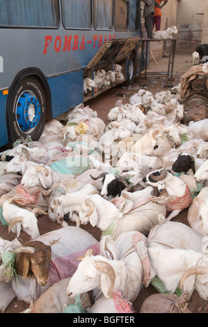 Moutons attendant d'être transportés en bus avant le festival de Tabaski, Mopti, Mali, Afrique de l'Ouest Banque D'Images