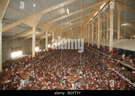 Barn conservés pour la production d'Œufs de poules Banque D'Images