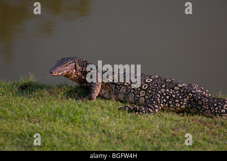 Contrôle de l'eau de l'Asie du Sud-Est (Varanus salvator) macromaculatus, Ayutthaya, Thaïlande Banque D'Images