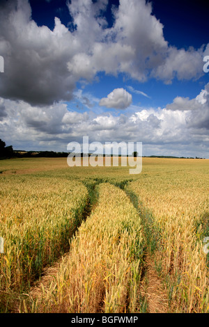 Des champs de blé mûrs Moody Angleterre Cambridgeshire Fenland Fagnes Banque D'Images