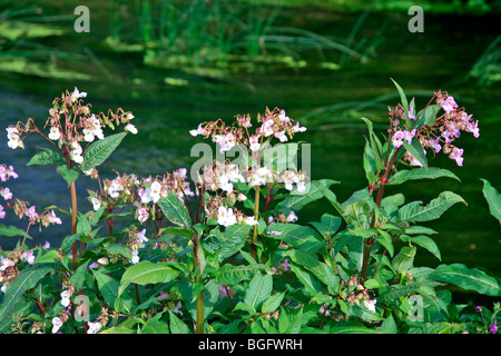 Balsamine de l'himalaya Impatiens glandulifera fleurs close up Banque D'Images