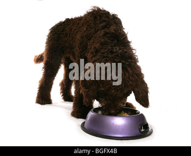 Brown Labradoodle Puppy manger seul jeune femme Studio Banque D'Images