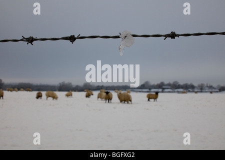 Les moutons derrière barbwire dans la neige Banque D'Images