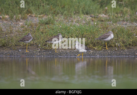 Grand Chevalier (Tringa melanoleuca se percher dans les eaux peu profondes à French Creek, l'île de Vancouver, Canada, en septembre. Banque D'Images