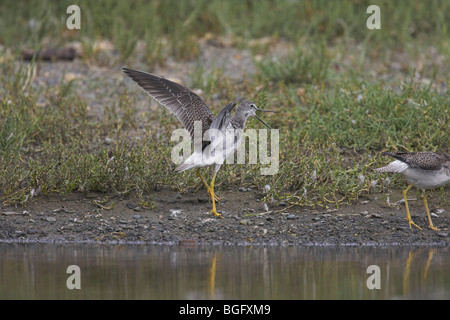 Grand Chevalier (Tringa melanoleuca afficher dans les eaux peu profondes à French Creek, l'île de Vancouver, Canada, en septembre. Banque D'Images