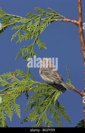 Roselin familier Carpodacus mexicanus homme perché sur la branche de conifère à Nanaimo, île de Vancouver en septembre. Banque D'Images