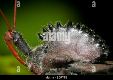 Bug de roue, une espèce d'assassin bug, reduviidae. Banque D'Images