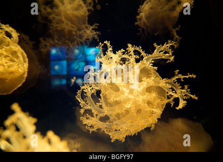 Aquarium d'Osaka, Osaka, Japon. Méduses dans un réservoir d'affichage Banque D'Images