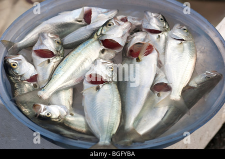 Le poisson fraîchement pêché, forment le Bosphore, Istanbul, Turquie Banque D'Images