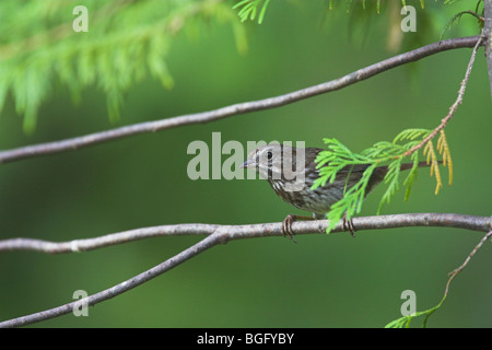 Bruant chanteur Melospiza melodia perché sur une branche dans le jardin à Nanaimo, île de Vancouver en septembre. Banque D'Images