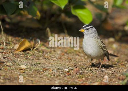 Bruant à couronne blanche Zonotrichia leucophrys nourriture des hommes sur le terrain dans un jardin à Nanaimo, île de Vancouver en septembre. Banque D'Images