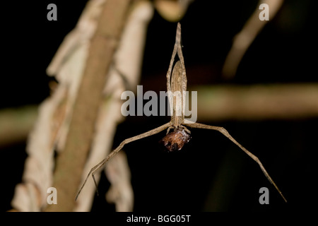 Un ogre-araignée face, Deinopidae, avec les proies. Banque D'Images