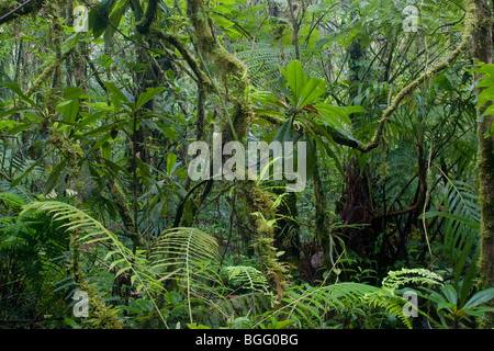 Une junglescape dans les forêts brumeuses de Monteverde, Costa Rica. Banque D'Images
