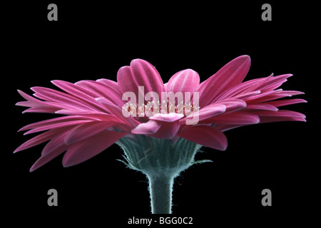 Fleur de gerbera rose sur fond noir Banque D'Images
