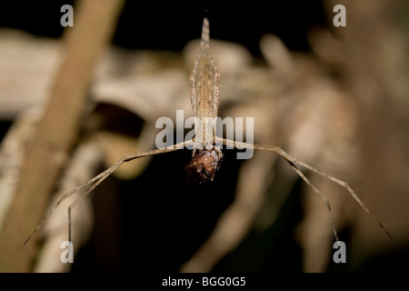 Un ogre-araignée face, Deinopidae, avec les proies. Banque D'Images