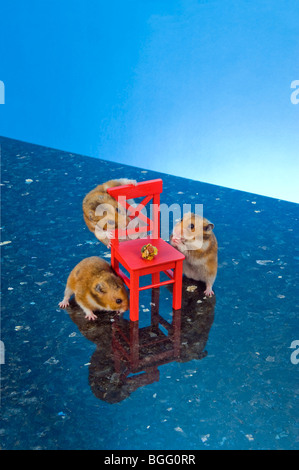 Hamster brun chaise rouge animal rigolo fun goldhamster permanent stand regard regarder fond uni animal curieux liste écouter éveillé Banque D'Images