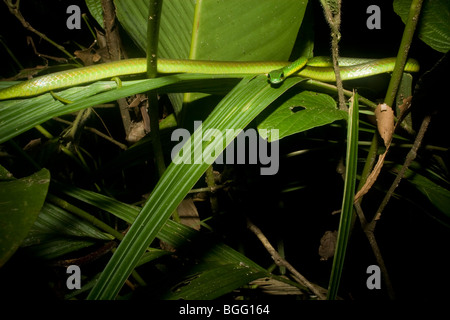 Composer's Parrot (serpent) depressirostris Leptophis in lowland rainforest néotropicale. Banque D'Images