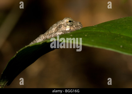 Veragua contre-banded grenouille d'arbre (a.k.a, gris vert rainette, Smilisca sordida), photographié au Costa Rica. Banque D'Images