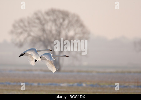 Les cygnes chanteurs (Cygnus cygnus en vol neige hiver Banque D'Images