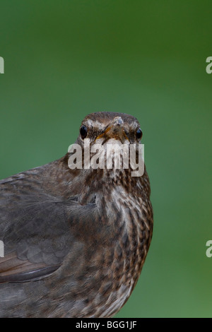 Turdus merula Blackbird femelle close up Banque D'Images