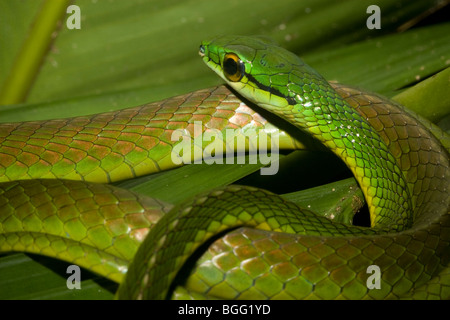 Composer's Parrot (serpent) depressirostris Leptophis in lowland rainforest néotropicale. Banque D'Images