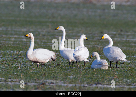 Cygne chanteur Cygnus cygnus group à frosty field Banque D'Images