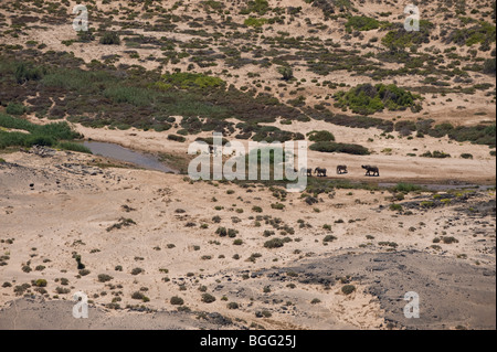 Désert éléphants adaptés dans l'UGAB de la rivière à sec, la Namibie Banque D'Images