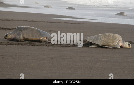 Disparition tortues olivâtres (Lepidochelys olivacea) Escalade sur terre pour pondre des oeufs ; Costa Rica. Banque D'Images