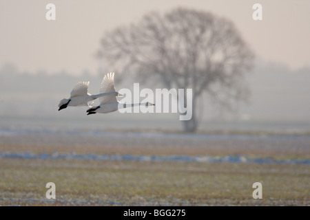 Cygne chanteur Cygnus cygnus en vol neige hiver Banque D'Images