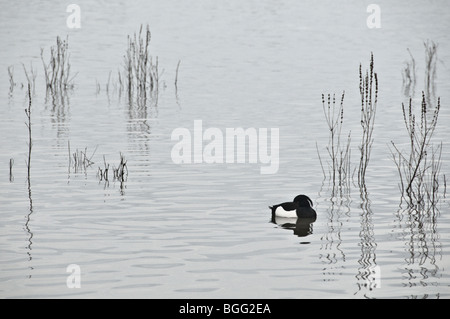 Un mâle Fuligule morillon sur l'eau avec la tête rentrée dans ses plumes des ailes, avec une eau de remplages des tiges de plantes derrière Banque D'Images