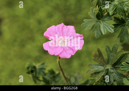 Geranium sanguineum 'Compact' Banque D'Images