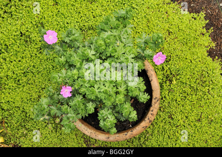 Geranium sanguineum 'Compact' Banque D'Images