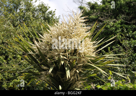 Cordyline australis - Choux Palmier - dans un jardin anglais de banlieue Banque D'Images