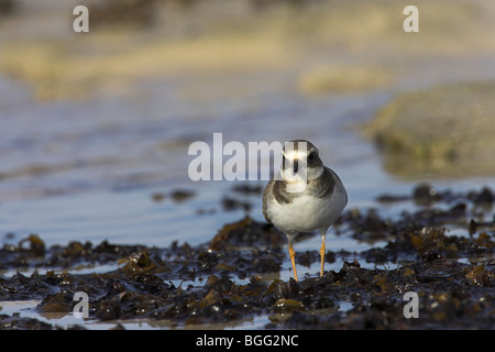 Grand Gravelot Charadrius hiaticula commun qui se nourrissent de rivage à El Cotillo, Fuerteventura en janvier. Banque D'Images