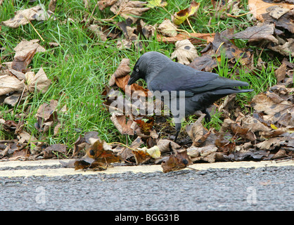 Corvus monedula choucas par cueillette des feuilles mortes pour la nourriture par une autre Banque D'Images