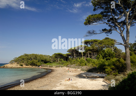 Plage d'argent ou de la plage et des Pins, île de Porquerolles, Îles d'Hyères, Var, Côte d'Azur, France Banque D'Images