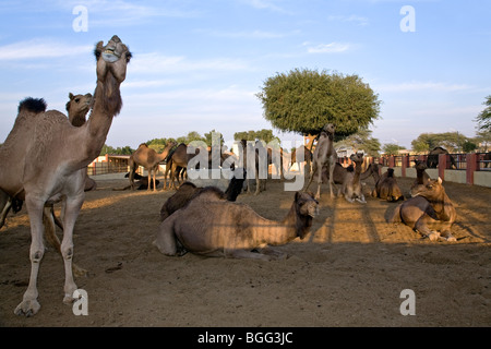 Ferme d'élevage de chameaux. Bikaner. Le Rajasthan. L'Inde Banque D'Images