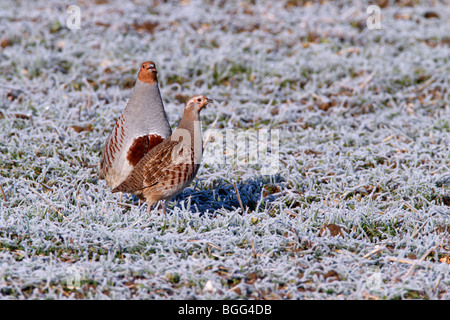 Perdrix grise - Perdix perdix paire sur frosty field Banque D'Images